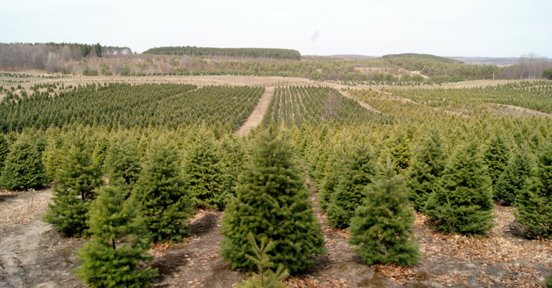 Christmas Tree Field